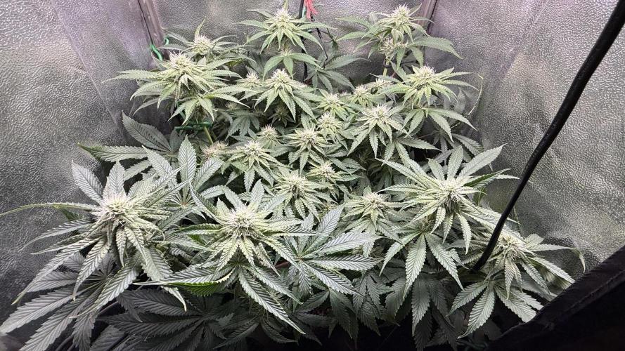 Short veg 40x40 grow. Week 9