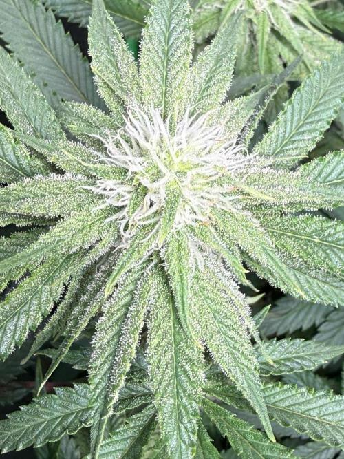 Short veg 40x40 grow. Week 9