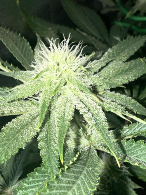 Short veg 40x40 grow. Week 9