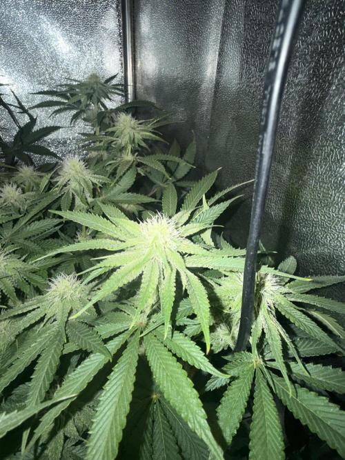 Short veg 40x40 grow. Week 9