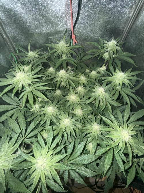 Short veg 40x40 grow. Week 9