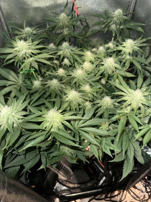 Short veg 40x40 grow. Week 9
