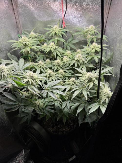 Short veg 40x40 grow. Week 9