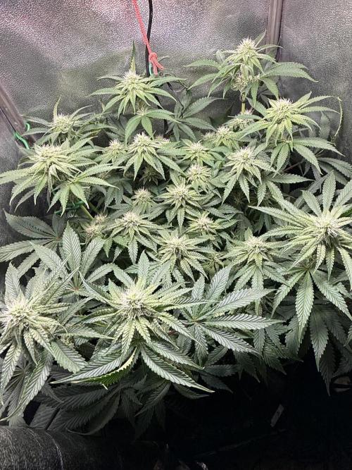 Short veg 40x40 grow. Week 9