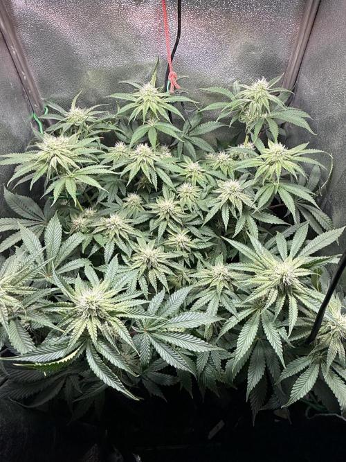 Short veg 40x40 grow. Week 9
