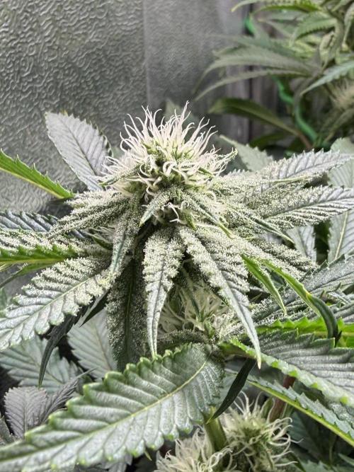 Short veg 40x40 grow. Week 9