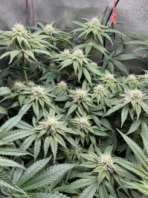 Short veg 40x40 grow. Week 9