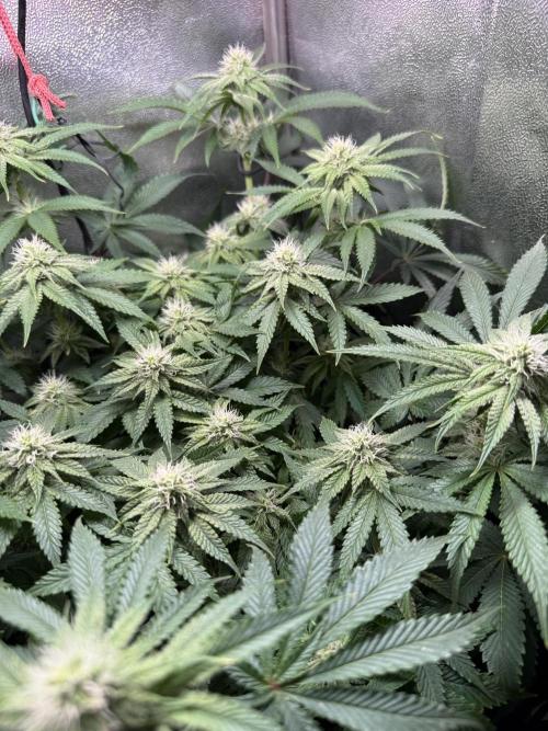 Short veg 40x40 grow. Week 9
