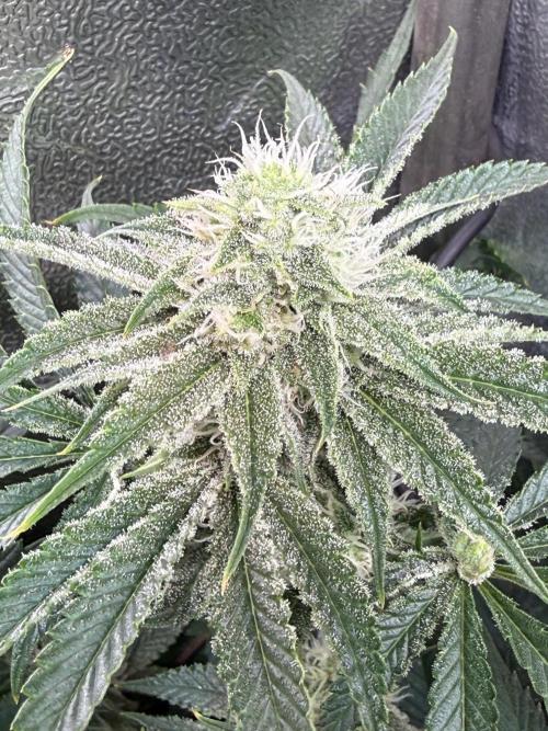 Short veg 40x40 grow. Week 10