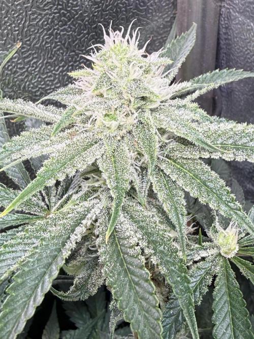 Short veg 40x40 grow. Week 10