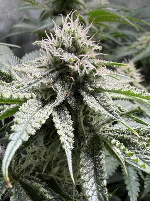 Short veg 40x40 grow. Week 10