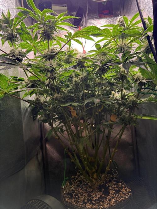 Short veg 40x40 grow. Week 10