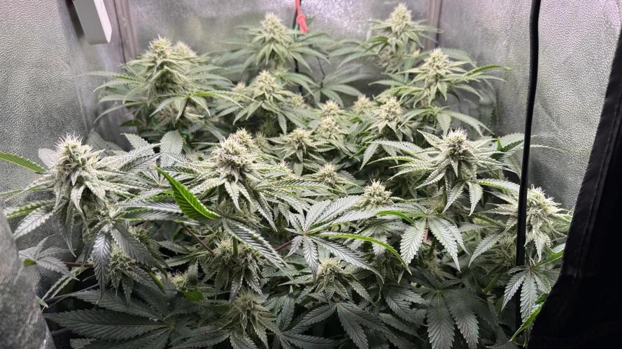 Short veg 40x40 grow. Week 10