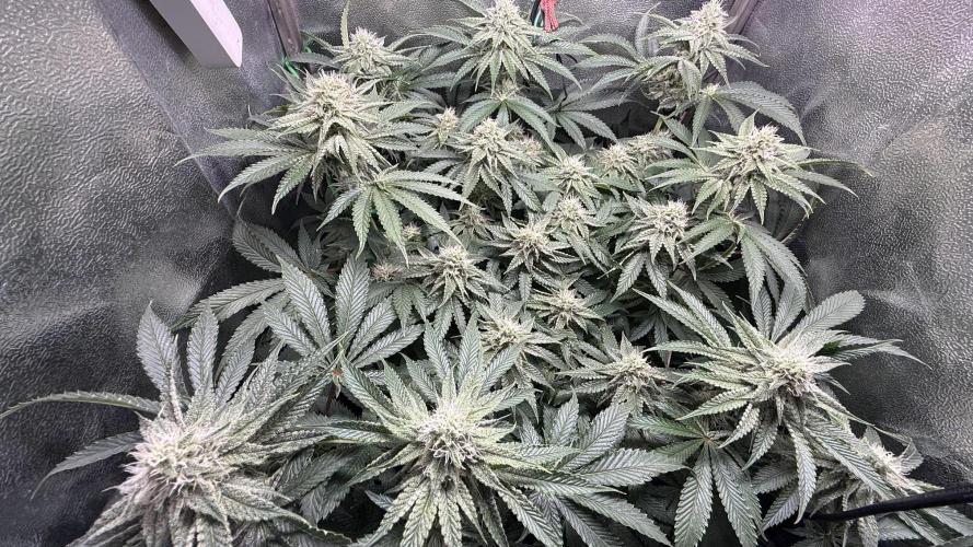 Short veg 40x40 grow. Week 10