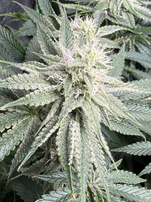 Short veg 40x40 grow. Week 10
