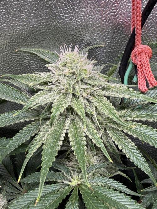 Short veg 40x40 grow. Week 10