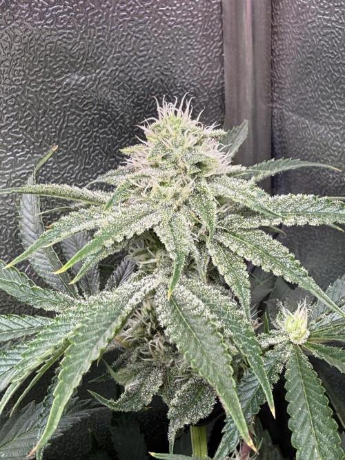 Short veg 40x40 grow. Week 10