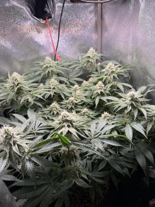 Short veg 40x40 grow. Week 10