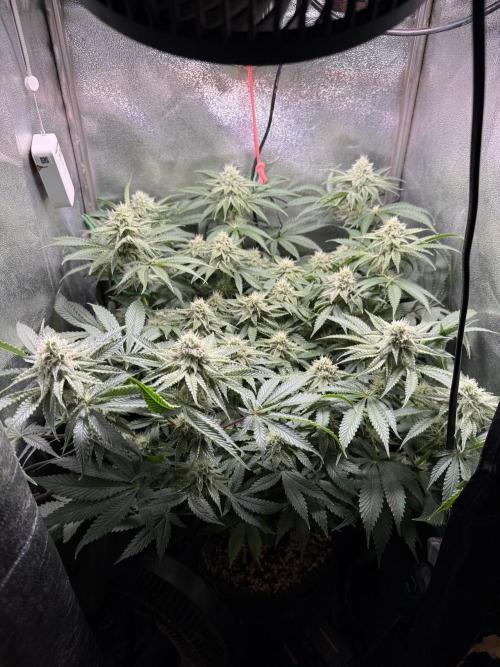 Short veg 40x40 grow. Week 10
