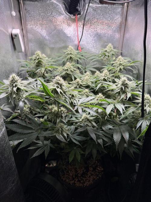Short veg 40x40 grow. Week 10
