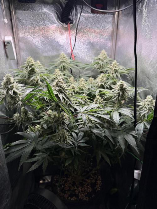 Short veg 40x40 grow. Week 11