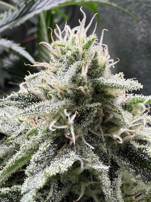 Short veg 40x40 grow. Week 11