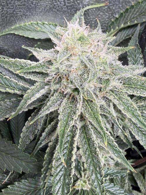 Short veg 40x40 grow. Week 11
