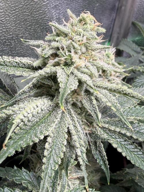 Short veg 40x40 grow. Week 11