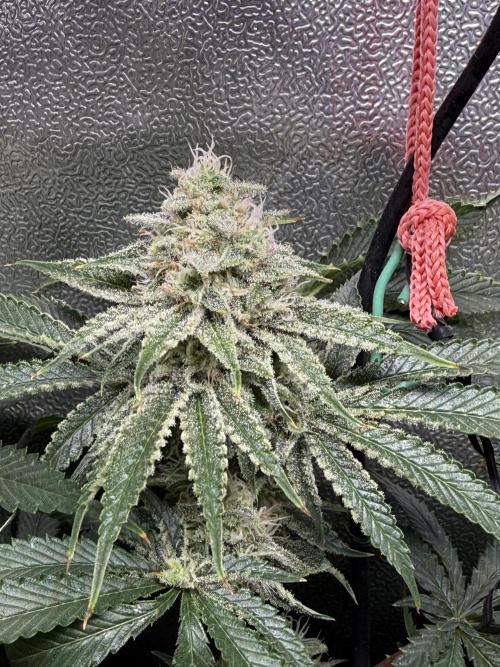 Short veg 40x40 grow. Week 11