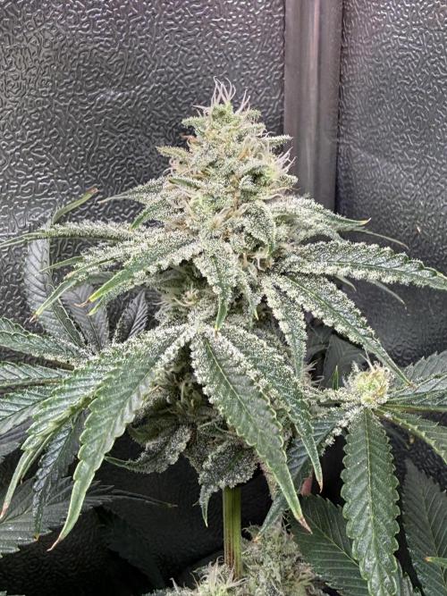 Short veg 40x40 grow. Week 11