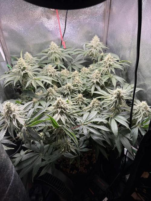 Short veg 40x40 grow. Week 11