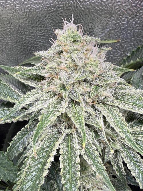 Short veg 40x40 grow. Week 11
