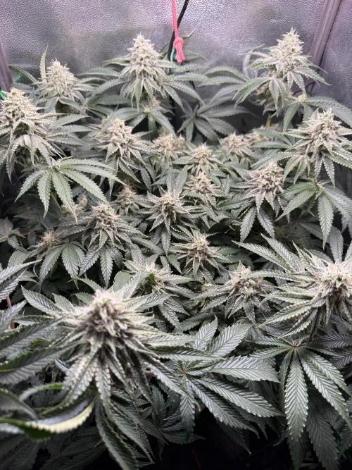 Short veg 40x40 grow. Week 11