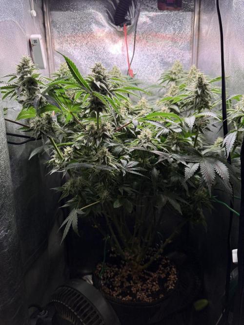 Short veg 40x40 grow. Week 11