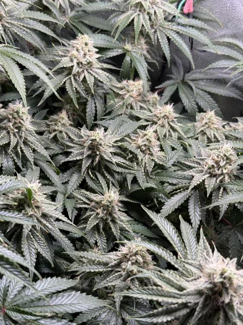 Short veg 40x40 grow. Week 11