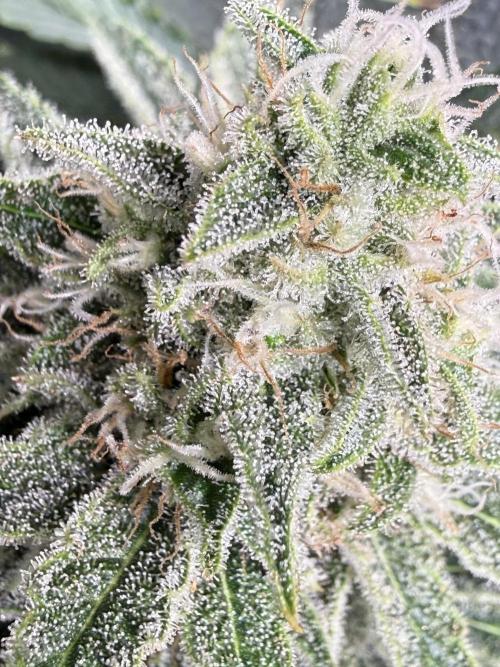 Short veg 40x40 grow. Week 11