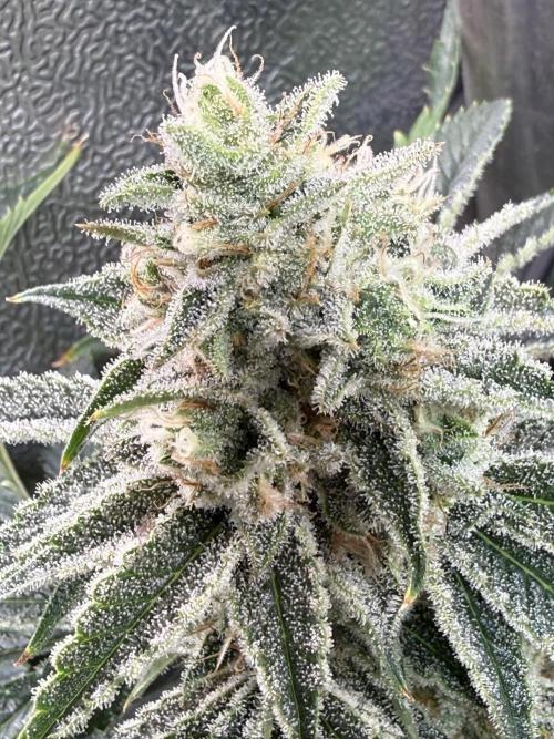 Short veg 40x40 grow. Week 12