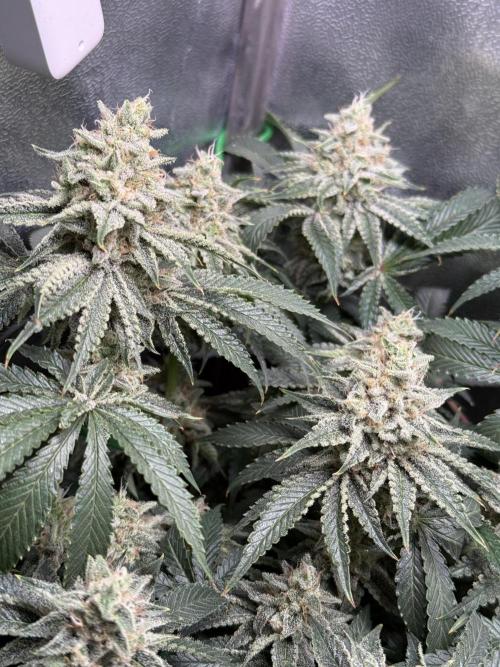 Short veg 40x40 grow. Week 12