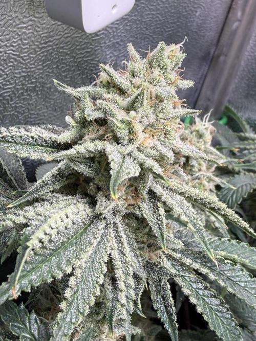 Short veg 40x40 grow. Week 12