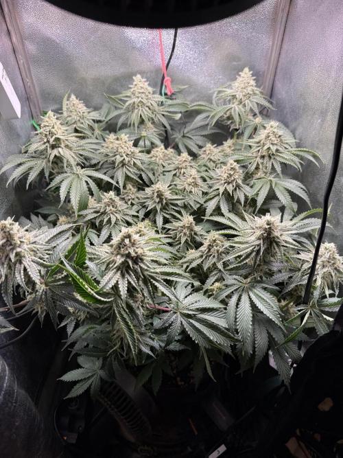 Short veg 40x40 grow. Week 12