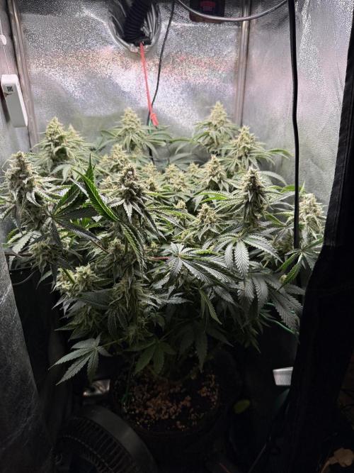 Short veg 40x40 grow. Week 12