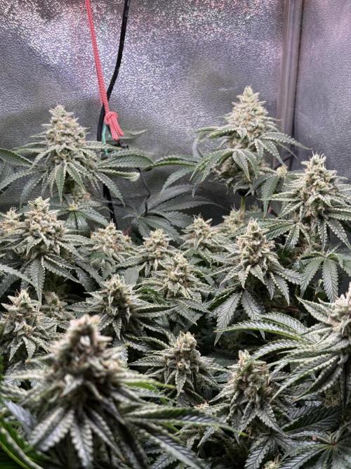 Short veg 40x40 grow. Week 12