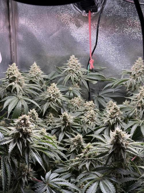 Short veg 40x40 grow. Week 12