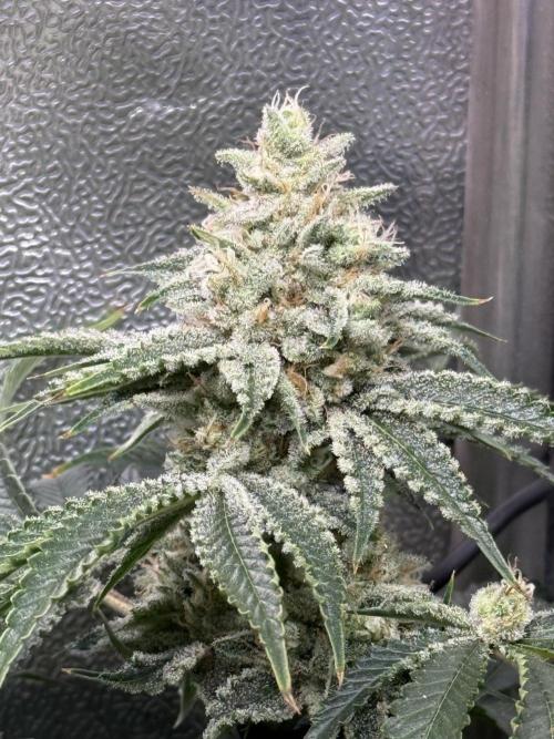 Short veg 40x40 grow. Week 12