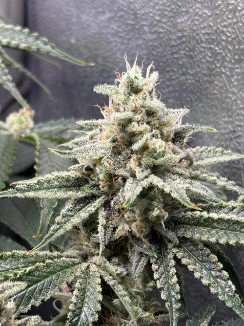 Short veg 40x40 grow. Week 12