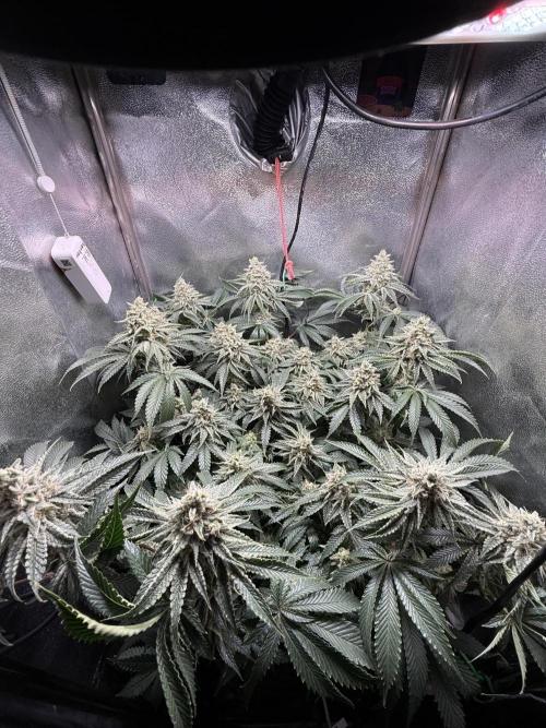 Short veg 40x40 grow. Week 12
