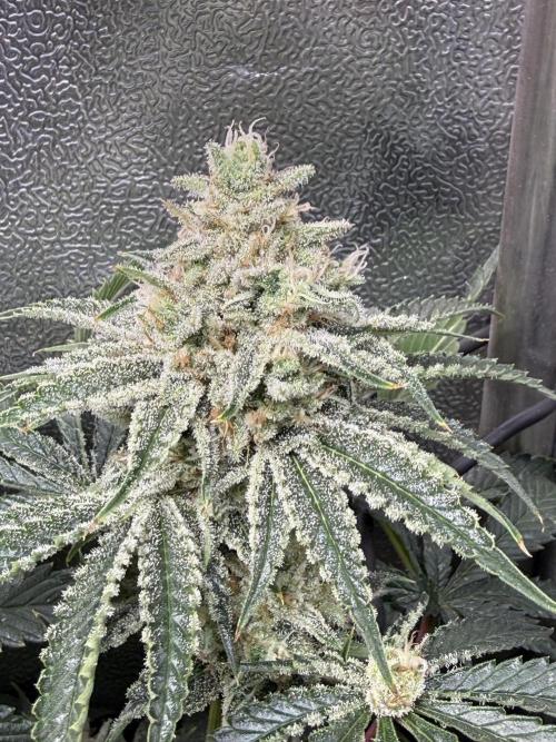 Short veg 40x40 grow. Week 12