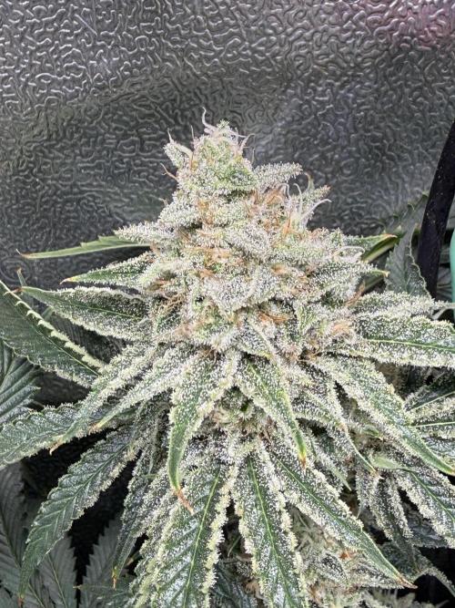 Short veg 40x40 grow. Week 12