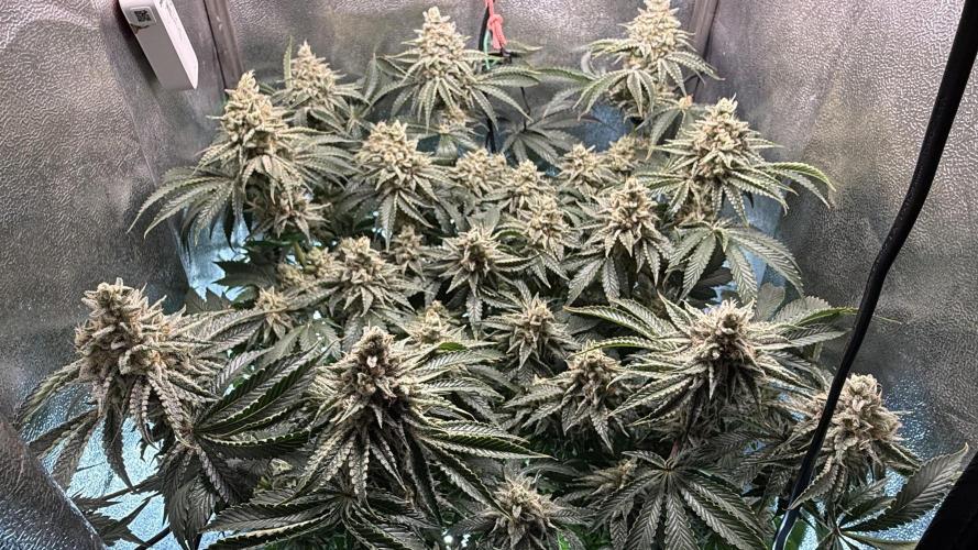 Short veg 40x40 grow. Week 13