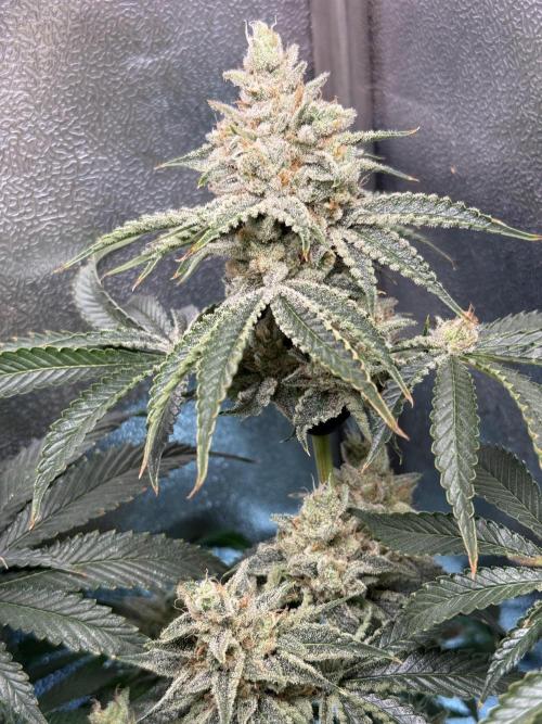 Short veg 40x40 grow. Week 13